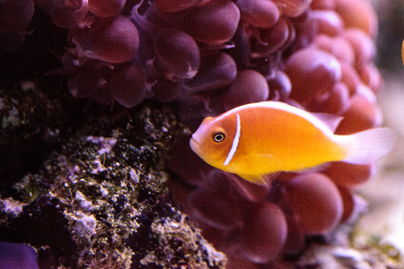 Orange skunk clownfish called Amphiprion perideraion is a species of anemonefish found in Australiaの写真素材