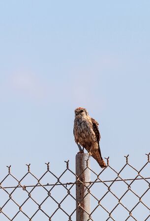 Merlin Falco columbarius bird of prey perches on a post in the Bolsa Chica Wetlands in Huntington Beach, California, USAの写真素材