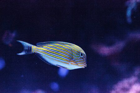 Striped surgeonfish Acanthurus lineatus swims on a coral reefの写真素材