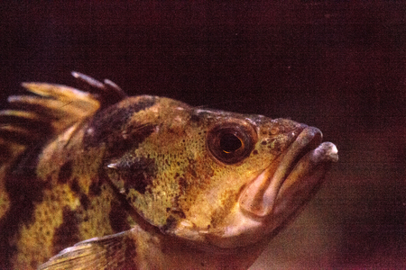 Flag rockfish Sebastes rubrivinctus is found in the Pacific ocean off the coast of Californiaの写真素材