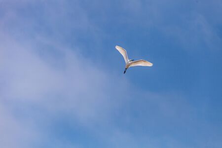 Great egret Ardea alba flies over a marsh in Bolsa Chica Wetlands in Huntington Beach, California, USAの写真素材