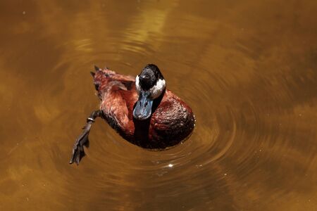 Ruddy duck called Oxyura jamaicensis swimming in a marsh or lake in North Americaの写真素材
