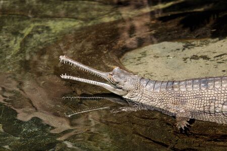 Gharial are found in India and Nepal and are scientifically known as Gavialis gangeticus.の写真素材