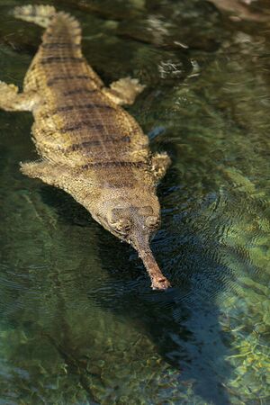 Gharial are found in India and Nepal and are scientifically known as Gavialis gangeticus.の写真素材