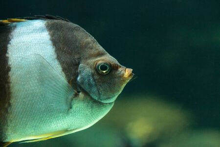 Brown and white butterflyfish Hemitaurichthys zoster is seen in the Indian Oceanの写真素材