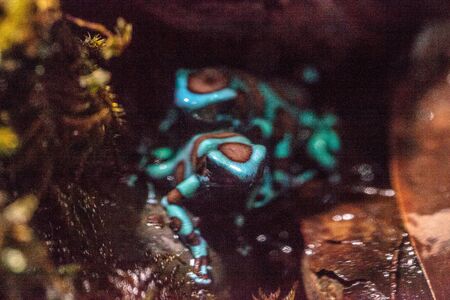 Green and black poison dart frog Dendrobates auratus on moss and tree bark