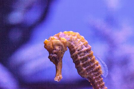 Longsnout seahorse known as Hippocampus reidi in a marine aquariumの写真素材