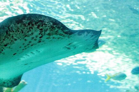 Stingray of the Dasvatis genus glides through the water near a coral reef in a large saltwater...