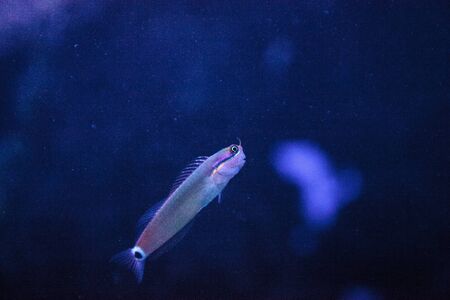 Tailspot Blenny Ecsenius stigmatura is found in the Western Pacificの写真素材