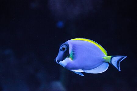 Powderblue tang fish Acanthurus leucosternon on a coral reef.の写真素材