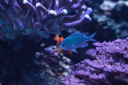 Blue Green Vanderbilts chomis fish, Chromis vanderbilti, has a pale green color and is found on the reefの写真素材
