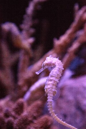 Zebra-snout seahorse Hippocampus barbouri numbers are decreasing in the wild where they can be seen in the Philippines, Malaysia and Indonesia.の写真素材