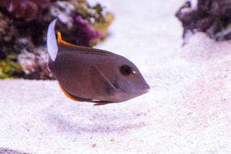 Tomini Tang fish Ctenochaetus tominiensis on a coral reef.の写真素材