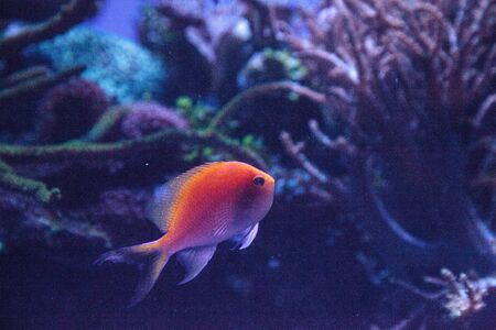 Sunburst anthias fish Serranocirrhitus latus also called Hawkfish anthias