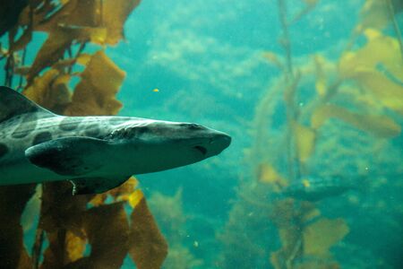 Leopard shark Triakis semifasciata is a species of carpet shark and is found throughout the tropical Indo-Pacific.の写真素材