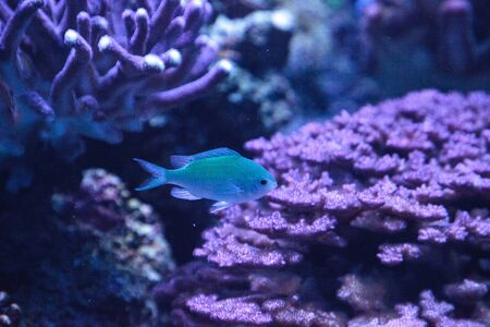 Blue Green Vanderbilts chomis fish, Chromis vanderbilti, has a pale green color and is found on the reefの写真素材