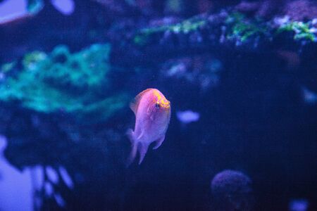 Sunburst anthias fish Serranocirrhitus latus also called Hawkfish anthiasの写真素材