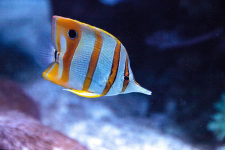 Copper-banded butterflyfish, Chelmon rostratus, picks at the corals on the reef