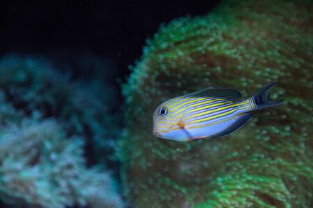 Striped surgeonfish Acanthurus lineatus swims on a coral reefの写真素材