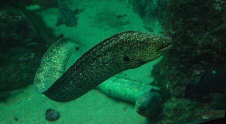 California moray eel Gymnothorax mordax glides along the rock crevices of Southern California.