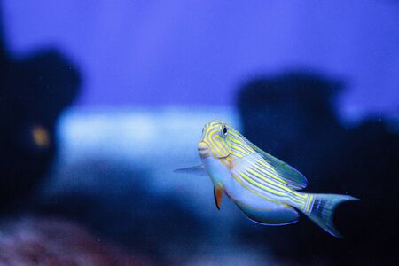 Striped surgeonfish Acanthurus lineatus swims on a coral reef