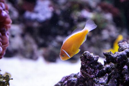 Orange skunk clownfish called Amphiprion perideraion is a species of anemonefish found in Australiaの写真素材