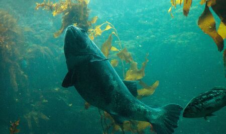 Giant sea bass fish Stereolepis gigas floats among giant kelp Macrocystis pyrifera in Southern...