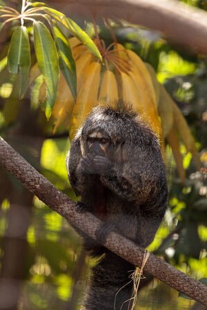Female white-faced saki sits in a cage in captivityの写真素材