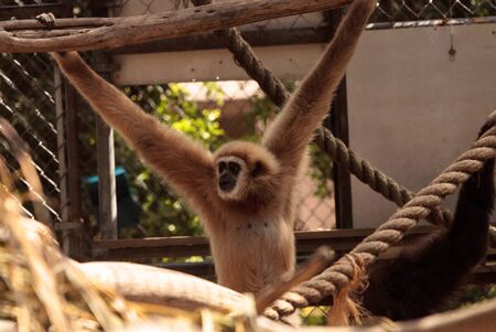 White-handed gibbon monkey called Hylobates lar sits in a cage in captivityの写真素材