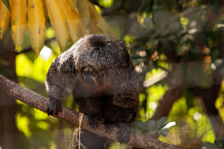 Female white-faced saki sits in a cage in captivityの写真素材