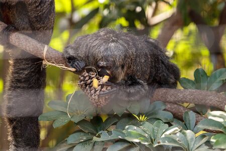 Female white-faced saki sits in a cage in captivityの写真素材