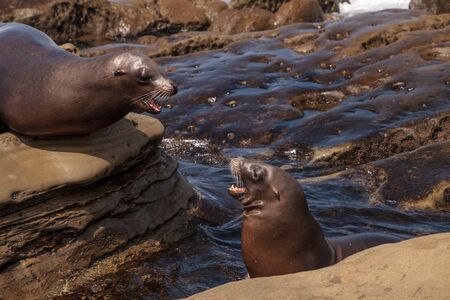 Arguing California sea lion Zalophus californianus shouting on the rocks of La Jolla Cove in Southern Californiaの写真素材