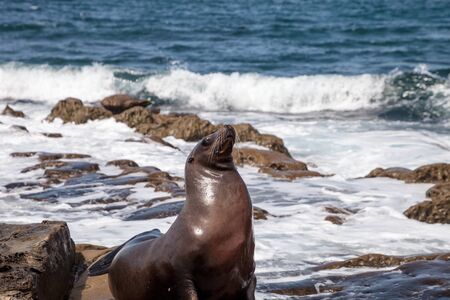 California sea lion Zalophus californianus sunning on the rocks of La Jolla Cove in Southern Californiaの写真素材
