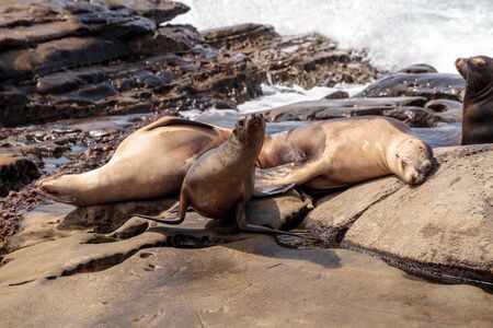 California sea lion Zalophus californianus sunning on the rocks of La Jolla Cove in Southern Californiaの写真素材