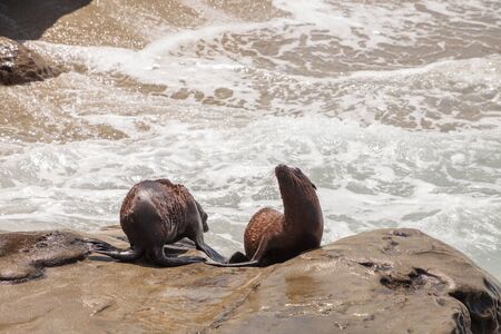 Young California sea lion Zalophus californianus pups playing on the rocks of La Jolla Cove in Southern Californiaの写真素材