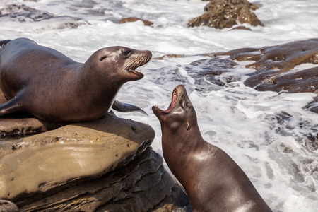 Arguing California sea lion Zalophus californianus shouting on the rocks of La Jolla Cove in Southern Californiaの写真素材