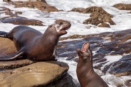 Arguing California sea lion Zalophus californianus shouting on the rocks of La Jolla Cove in Southern Californiaの写真素材