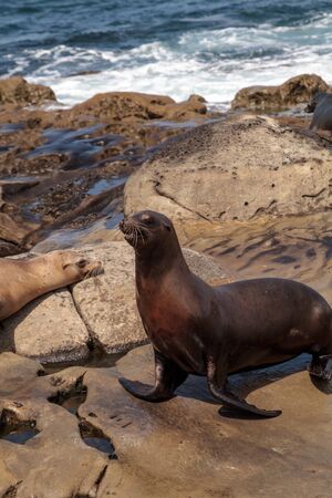 California sea lion Zalophus californianus sunning on the rocks of La Jolla Cove in Southern Californiaの写真素材