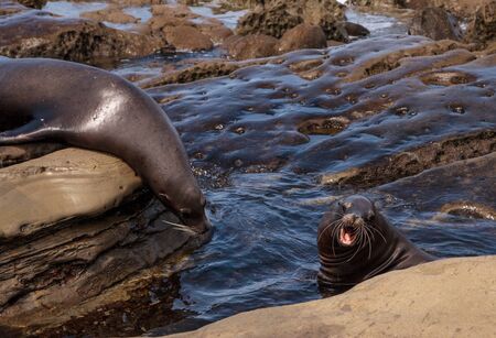 Arguing California sea lion Zalophus californianus shouting on the rocks of La Jolla Cove in Southern Californiaの写真素材