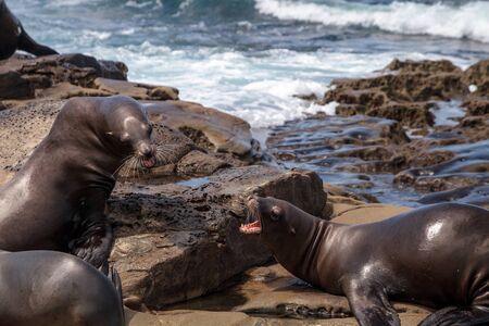 Arguing California sea lion Zalophus californianus shouting on the rocks of La Jolla Cove in Southern Californiaの写真素材