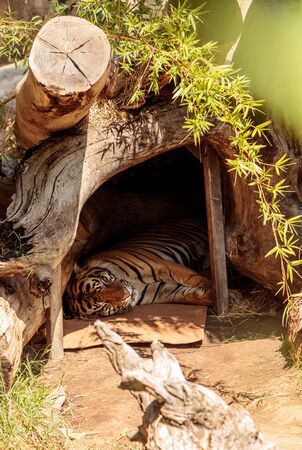 Bengal Tiger Panthera tigris is endangered in its native habitat of Nepal and India.