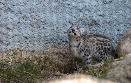 Snow leopard Panthera uncia found in the mountain ranges of China, Nepal and India.の写真素材