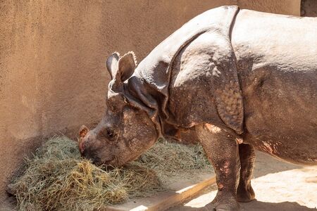 Indian rhinoceros also called Rhinoceros unicornis is found in the savannahs of India and Nepalの写真素材