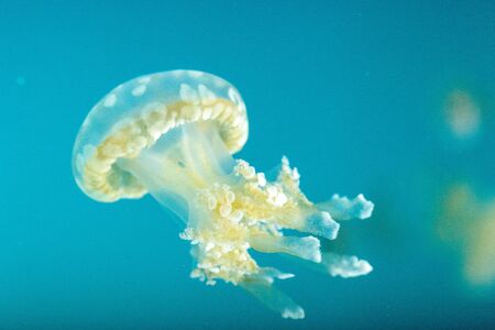 Golden jelly, Phyllorhiza punctata, is also known as the floating bell and the white-spotted jellyfishの写真素材