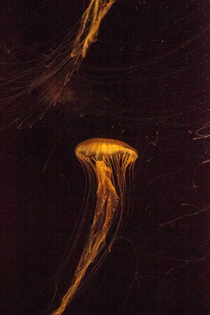 Japanese sea nettle Jellyfish, Chrysaora pacifica, can range in color from gold to red. Their dark stripes extend from the top to the bottom of the bell.の写真素材