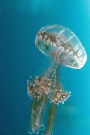 Golden jelly, Phyllorhiza punctata, is also known as the floating bell and the white-spotted jellyfishの写真素材