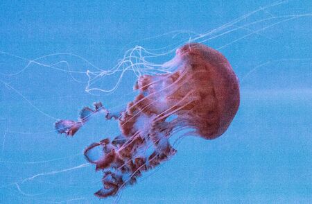 Black sea nettle jellyfish Chrysaora achlyos is also known as the black jellyfish or the sarlacc...