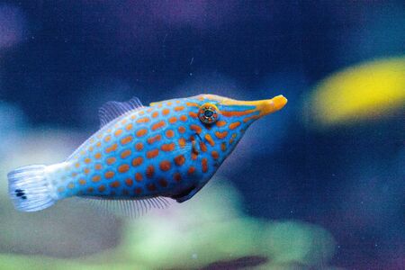 Orange spotted filefish Oxymonacanthus longirostris is found in the Indo-Pacific Oceansの写真素材