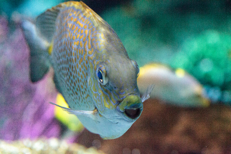 Close up of a Yellowspot rabbitfish Siganus guttatus in a coral reef.