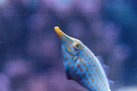 Orange spotted filefish Oxymonacanthus longirostris is found in the Indo-Pacific Oceansの写真素材